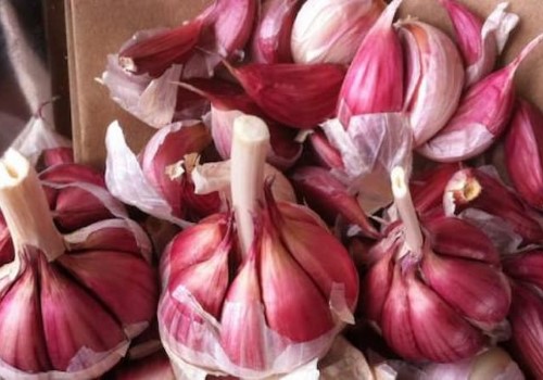 تصویر 3 از سیر همدان سفید بلند با حبه‌ های سفید و کشیده